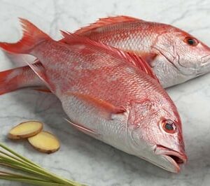 Red Snapper