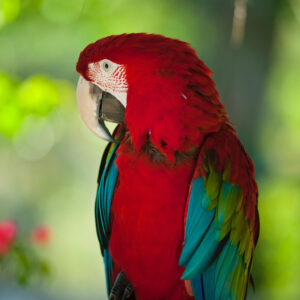 Eclectus