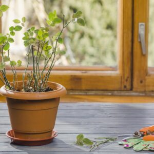 Terracotta Garden Pot – 8 Inch